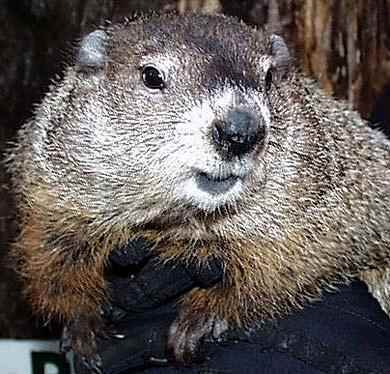 groundhog punxsutawney hog groundhogs eulogy bing coyote urine vegas marmota