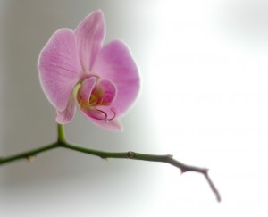 Orchid courtesy of Atle Brunvol via Flickr