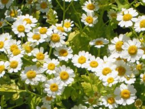 Feverfew Plant used for headaches